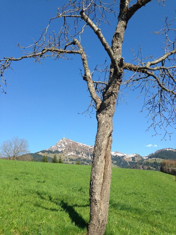 Appartement Lisa Schweiger Kirchberg in Tirol Buitenkant foto